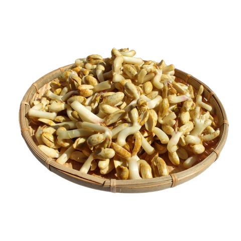 福岡県能古島のピーナッツもやし