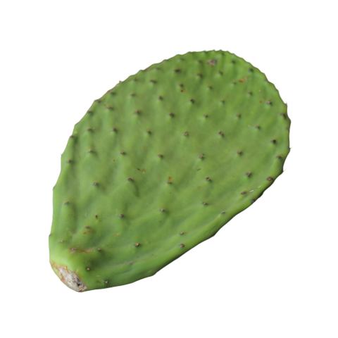食用サボテン